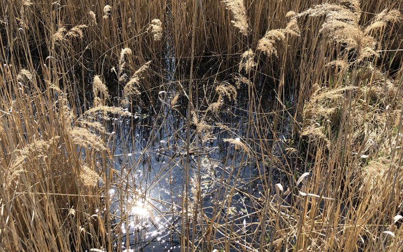 Kaum mehr Wasser neben dem Josephssteg - die Lobau verlandet zusehens!