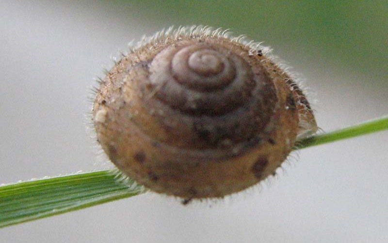 Eine Haarschnecke, wahrscheinlich Trichia sericea, die Seidige Haarschnecke