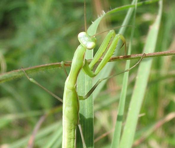 Europäische Gottesanbeterin (Mantis religiosa)