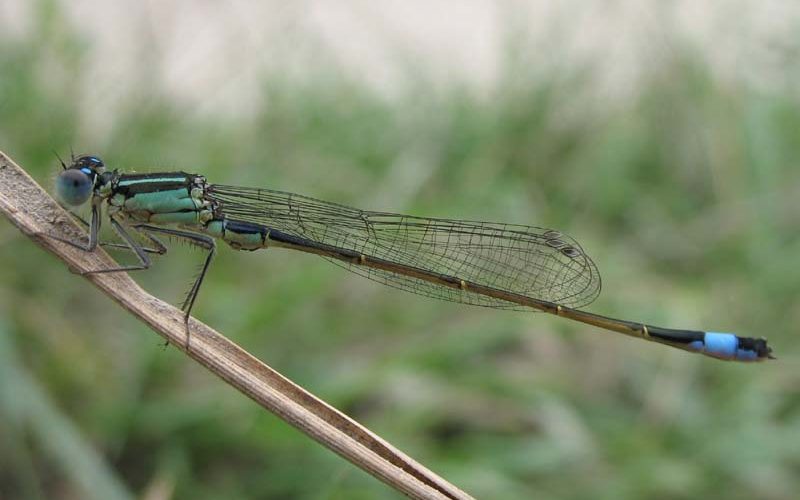Große Pechlibelle (Ischnura elegans)