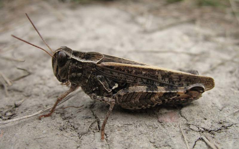 Italienische Schönschrecke (Calliptamus italicus)