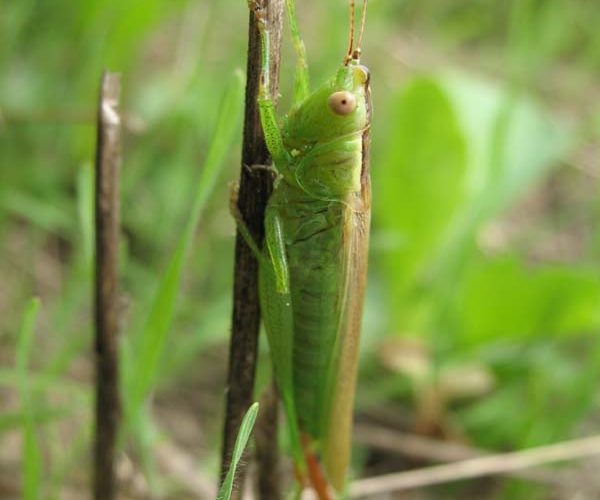 Langflügelige Schwertschrecke (Conocephalus discolor), weibliches Tier