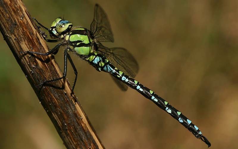 Männchen der Blaugrünen Mosaikjungfer (Aeshna cyanea)