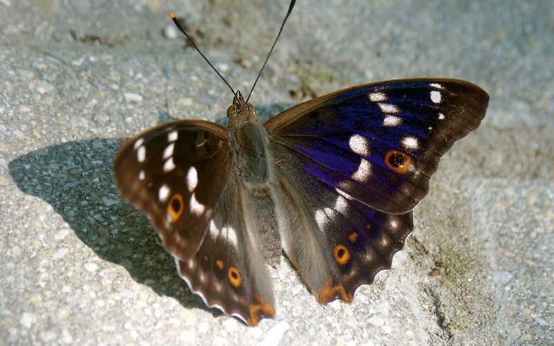 Männchen des Kleinen Schillerfalters (Apatura ilia)