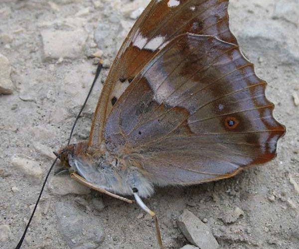 Sterbender Kleiner Schillerfalter (Apatura ilia) von der Unterseite