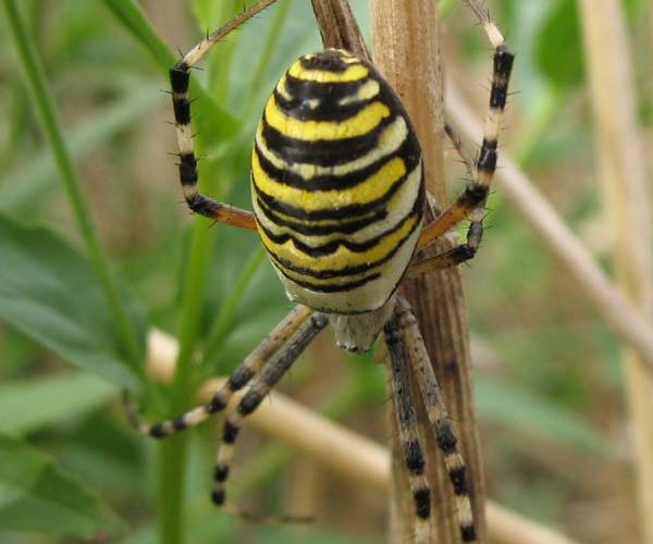 Zebra- oder Wespenspinne (Argiope bruennichi)