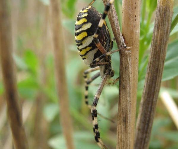 Zebra- oder Wespenspinne (Argiope bruennichi)
