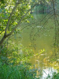 Großenzersdorfer Arm im Sept. 2010 (c) Jutta Matysek